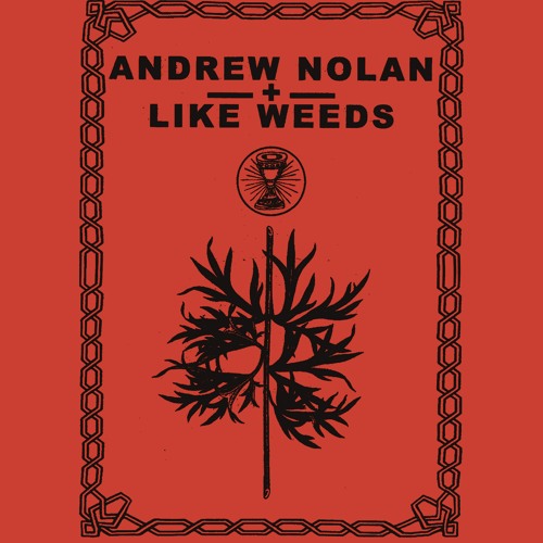 Andrew Nolan - Foxglove