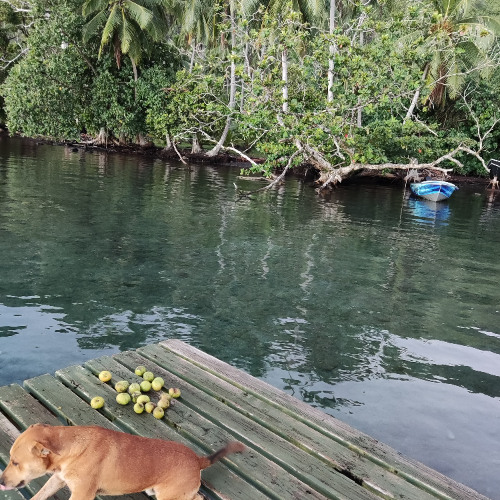 Noclès Dj (987 PF) -La vie en rose rmx 2025