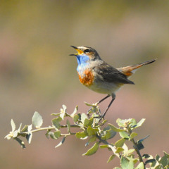 Luscinia svecica azuricollis (North Spain) 27-4-25