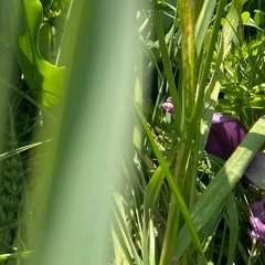 ARIES - AMY's GRAVE FLIP