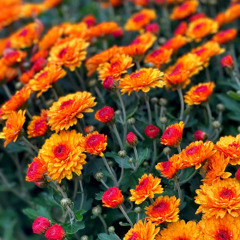 Chrysanthemum VIP