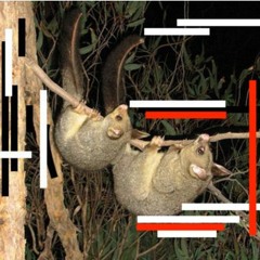 Brushtail Possum having a snack