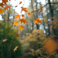 1989 Musim gugur adalah usia kecil  9