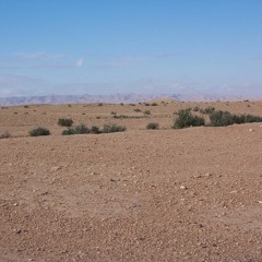 Empty Fields