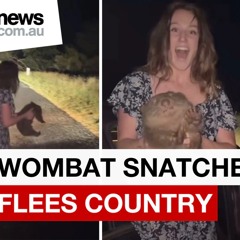 An Influencer Ate My Wombat