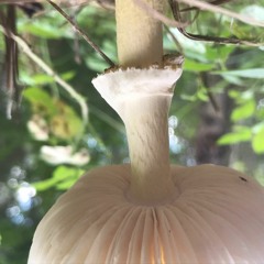 Unnamed Piano Piece (Demo)