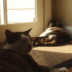 love me or leave me (merce lemon cover)