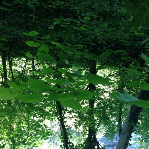 E-lastic boogie; romal