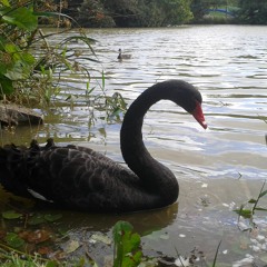 The Black Swan