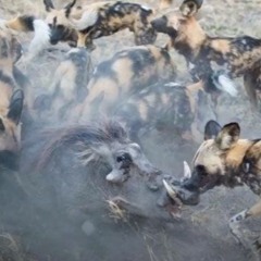 LIL PERCY X LUVELOVESYOU X FALSE PRPHT - ＊WARNING＊NSFW＊ SELFI$H (Prod. By POOZY)