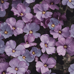 beauty distilled in flowers w/ heechan