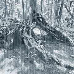The Winding Forest