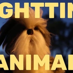 Nighttime Animal - ZG Smith