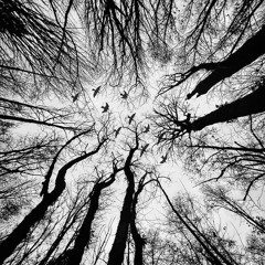 A Hypnotic Affair