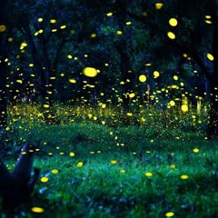 Fire flies & peacock