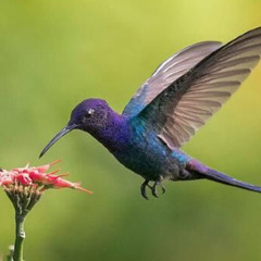 01 - Divino O Nosso Pai