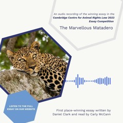 'The Marvellous Matadero’ by Daniel Clark