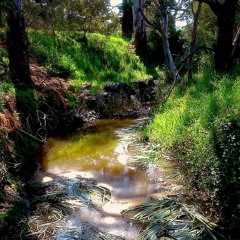 FKISM: Carrickalinga Creek at night, Mulberry Farm - September 2014
