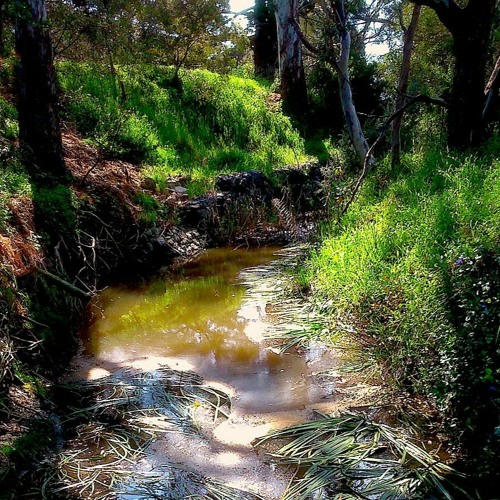 FKISM: Carrickalinga Creek at night, Mulberry Farm - September 2014
