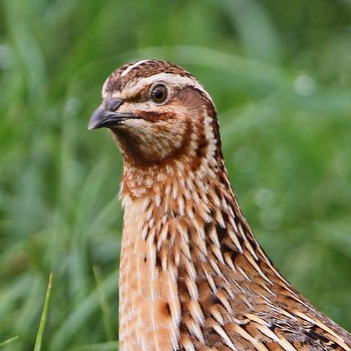 The Quail song