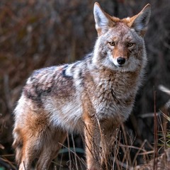 Jefferson Greene - The Legend of the Creation of the Columbia River Gorge