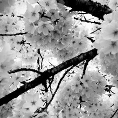 falling down, Prod. PRABI