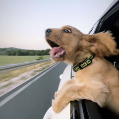 BECAK DUTCH VOL 26 - bebsgal.mp3