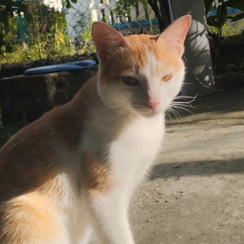 Những con sóng xô lâu đài vỡ trong bóng đêm