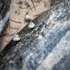 ODE TO THE SIX SEA SNAILS - GODSPEED