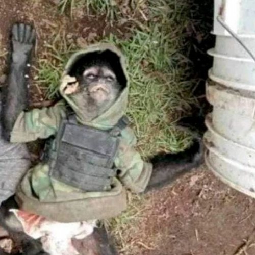 Stream Capital Monkey - Synesthesia by Capital Monkey Listen online for free on 