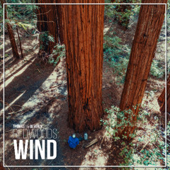 AMB90 Redwoods: Wind