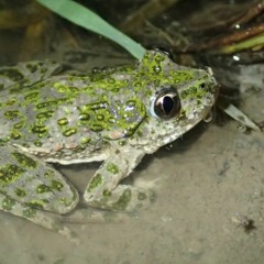 Le Pélodyte ponctué dans les marais du Daviaud, Vendée, un 25 avril 2023