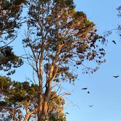 Grey-headed Flying-fox colony, Botanic Park, Adelaide (early morning, 2 April 2022)
