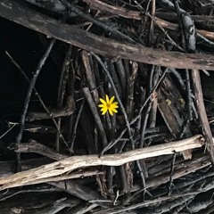 Down In The Willow Garden