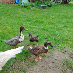 BIELE BIELE BIELE Song