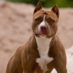 MC JM22 PART. MC LEON - PITBULL FAMINTO DA ARGELIA