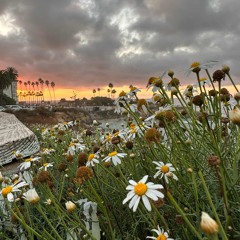 daisy