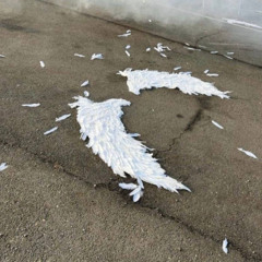 not an angel