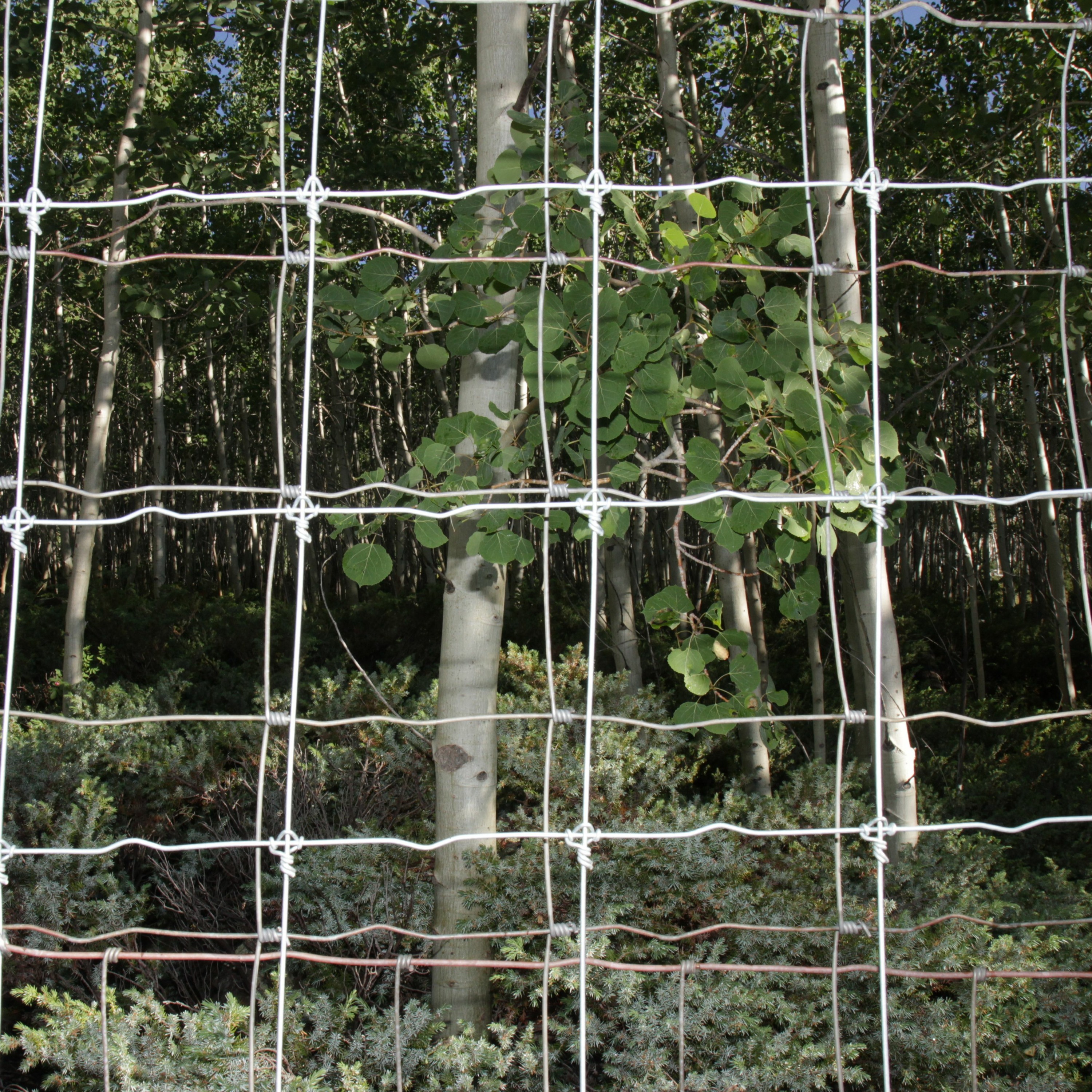 Why is the world's largest tree getting smaller? Plus the Weekly News Reel! episode artwork