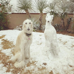 ꧁⎝ 𓆩༺✧༻𓆪 ⎠꧂