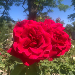 "'The Magic Of Your Love"