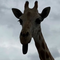 A Cruise For Blues Happened In Monterey