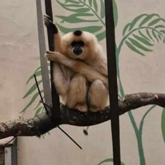 DOMESTICATION THEORY