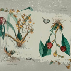 Raíces, vínculos y memoria / Apuntes para una vida vegetal.