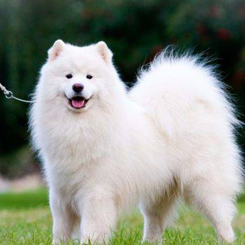 مهرجان ويلى ويلى - توزيع زيكو المفترى 2016 غناء - الزيكو و الديشا