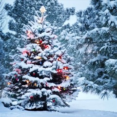 White Christmas - papabelt