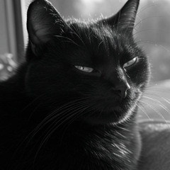 Le Chat et le Soleil