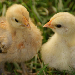 The Chicks' Walk