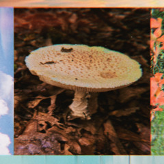 TOADLICKER