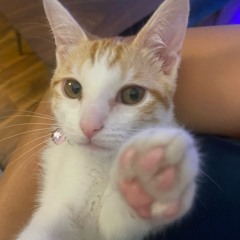 Late Night Kitty Mix 8